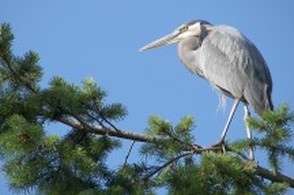 Crane perched on a tree